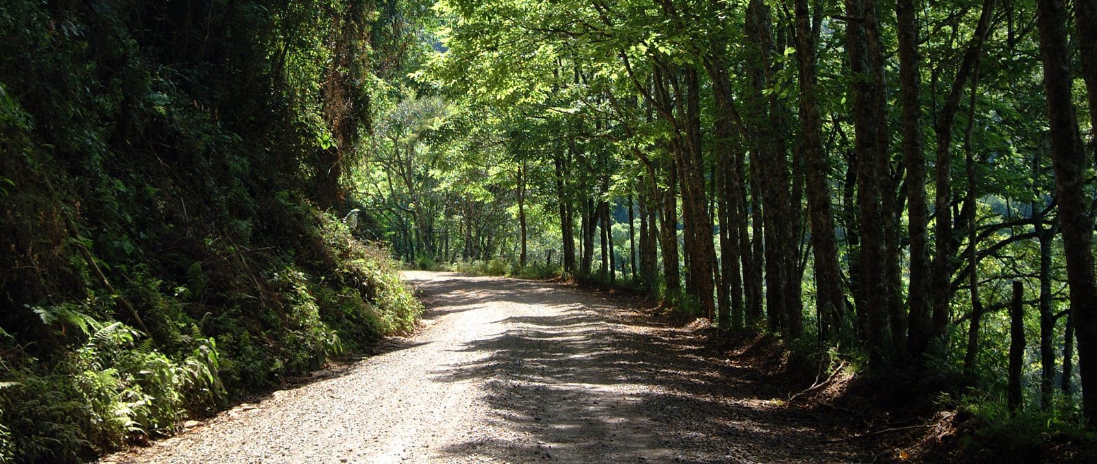 estrada-caminho-arvores012arte